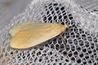 Wittia sororcula