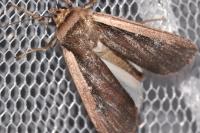 Ochropleura leucogaster
