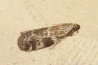 Assara terebrella