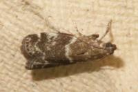 Assara terebrella