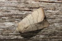 Charanyca trigrammica