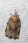 Choristoneura hebenstreitella