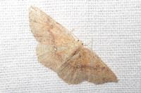 Cyclophora porata