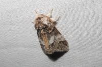 Drymonia dodonaea