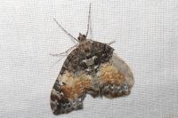 Dysstroma truncata