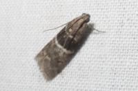 Elegia atrifasciella