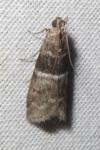 Elegia atrifasciella