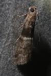 Elegia atrifasciella