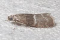 Elegia similella