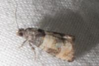 Piniphila bifasciana