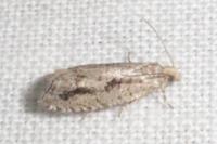 Epinotia granitana