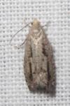 Epinotia granitana