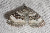 Epirrhoe alternata