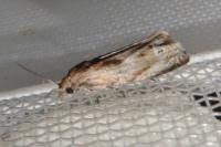 Eucosma gr. hohenwartiana
