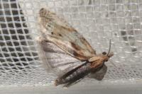 Eucosma gr. hohenwartiana