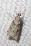 Eudonia angustea