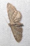 Eupithecia vulgata