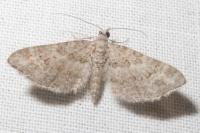 Gymnoscelis rufifasciata