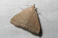 Herminia tarsipennalis