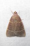 Hypsopygia glaucinalis