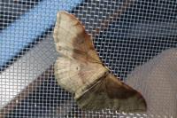 Idaea degeneraria