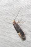 Monopis weaverella