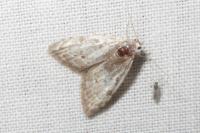 Nola confusalis