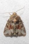 Oligia latruncula/strigilis/versicolor