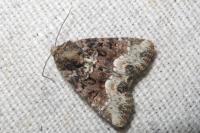 Oligia strigilis