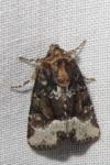 Oligia strigilis