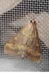 Ostrinia nubilalis