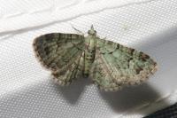 Pasiphila rectangulata