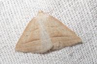Petrophora chlorosata