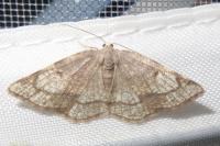 Stegania trimaculata