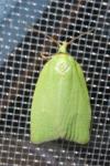 Tortrix viridana