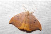 Watsonalla binaria