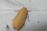 Wittia sororcula