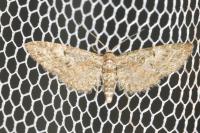 Eupithecia virgaureata