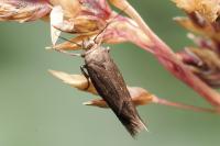Scythris