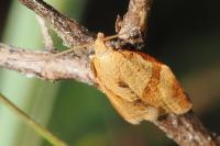 Clepsis consimilana