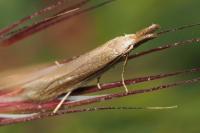 Pleurota aristella