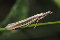 Pleurota aristella