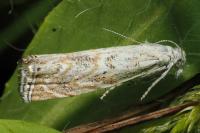 Platytes cerussella