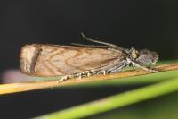 Platytes cerussella