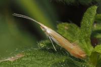 Coleophora coronillae