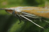 Coleophora coronillae