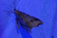 Macaria alternata
