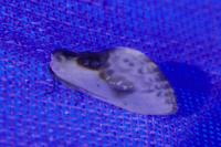 Cilix glaucata