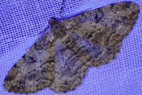 Peribatodes rhomboidaria