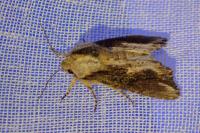 Egira conspicillaris